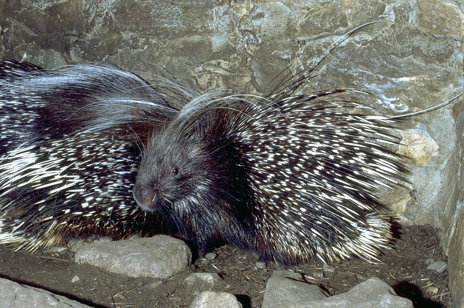 Crested porcupine (Hystrix cristata) – life4oakforests.eu