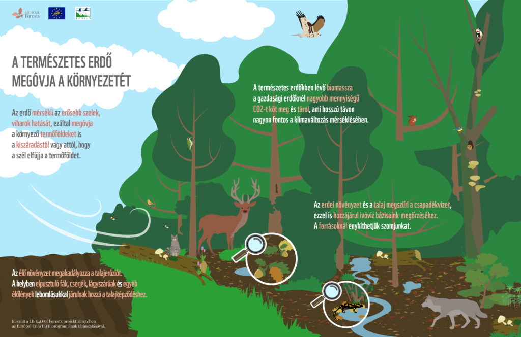 Parts Of A Forest Ecosystem