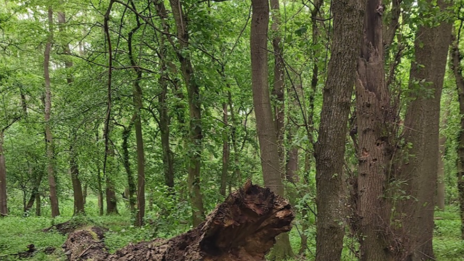 Sanctuary Forests in Hungary