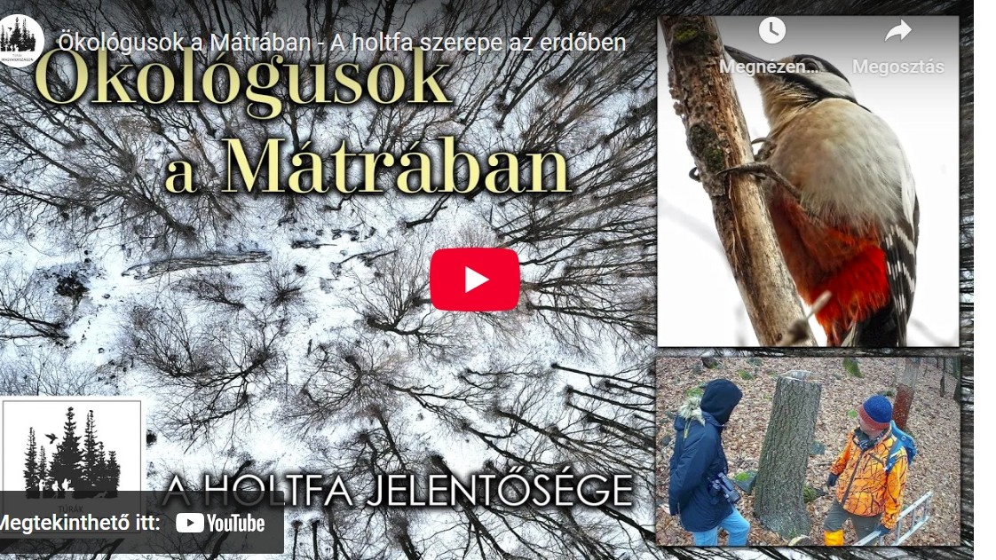 Ecologists in the Mátra Mountains – The role of deadwood in the forest